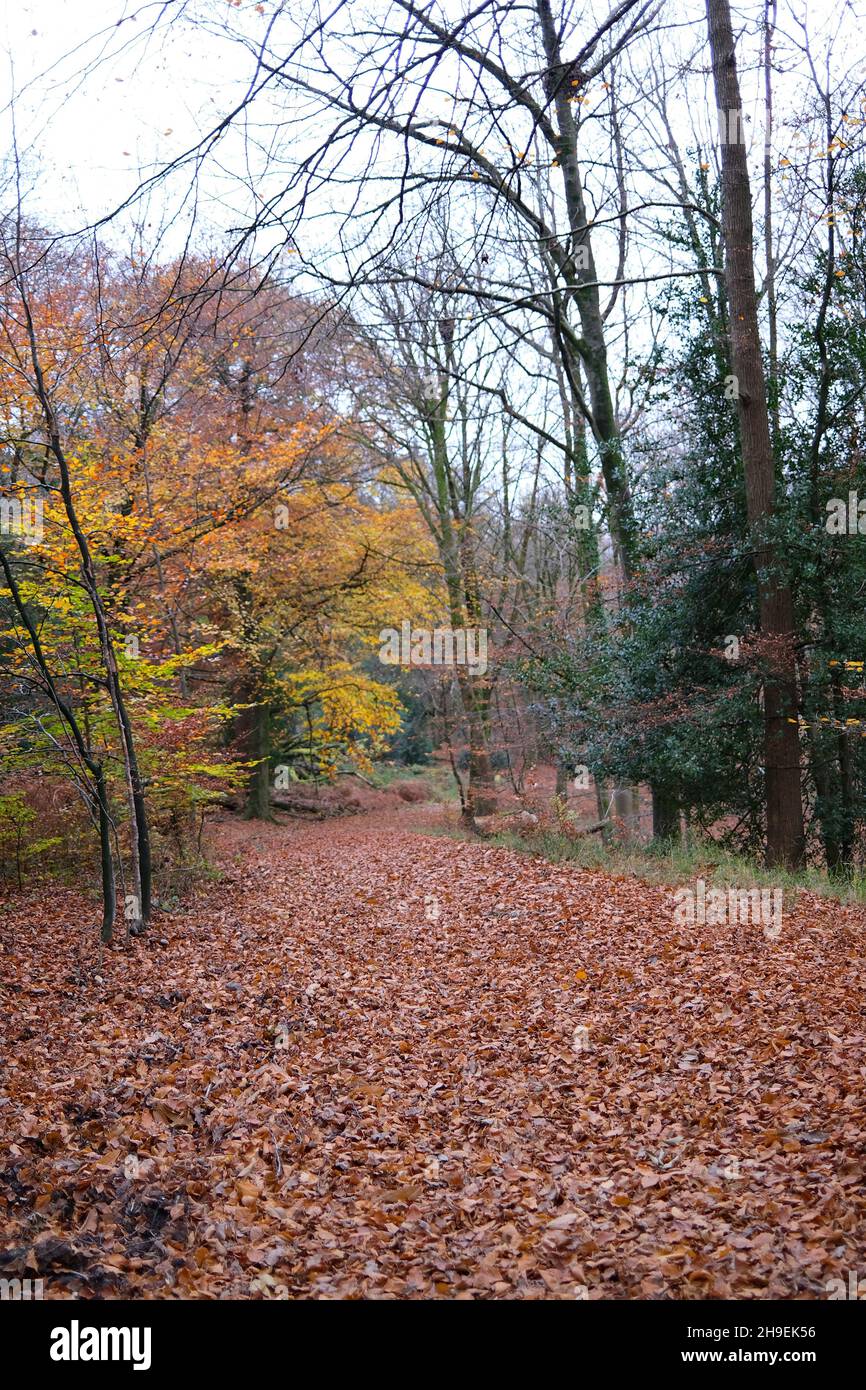 November 2021 - Herbst im Wald von Dean, Gloucestershire, England, Großbritannien, Stockfoto