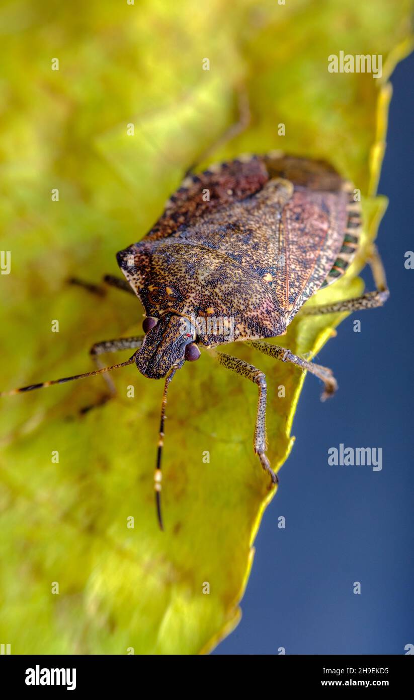 Brauner marmorierter Stinkwanze in Makro-Nahaufnahme in natürlichem Lebensraum Stockfoto