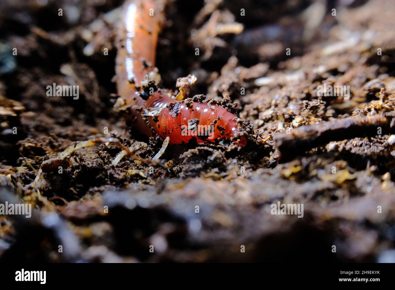 Nahaufnahme makrorosa Regenwurm kriecht durch Schotter und Schutt auf Waldboden Stockfoto