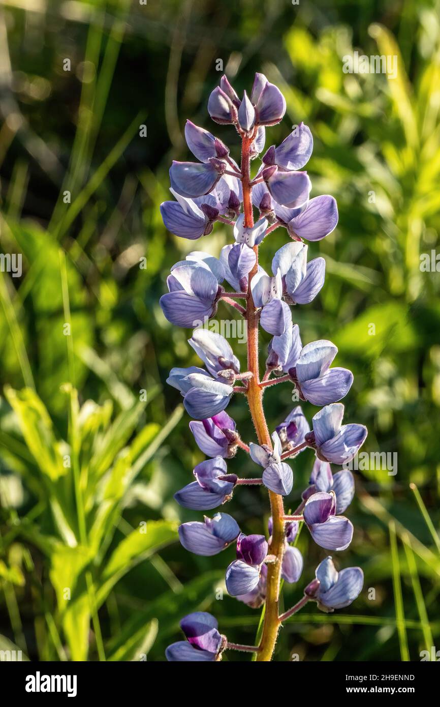 Lupine glüht in der späten Nachmittagssonne in einem Frühlingsfeld in der Nähe von Osceola, Wisconsin USA. Stockfoto