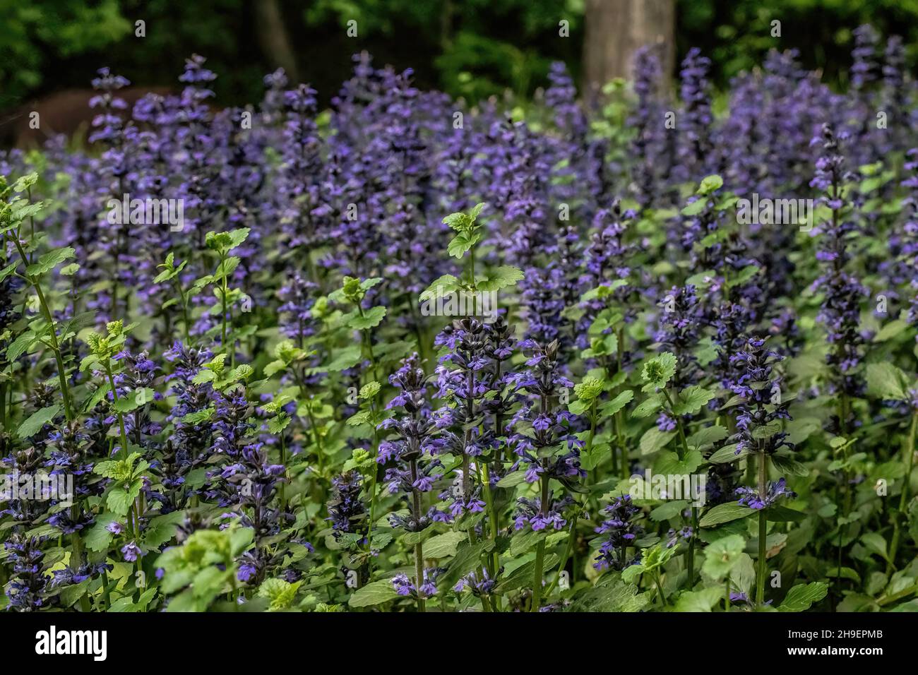 Schleichende bugleweed Bodendecke blüht in einem Frühlingsgarten in St. Croix Falls, Wisconsin USA Stockfoto