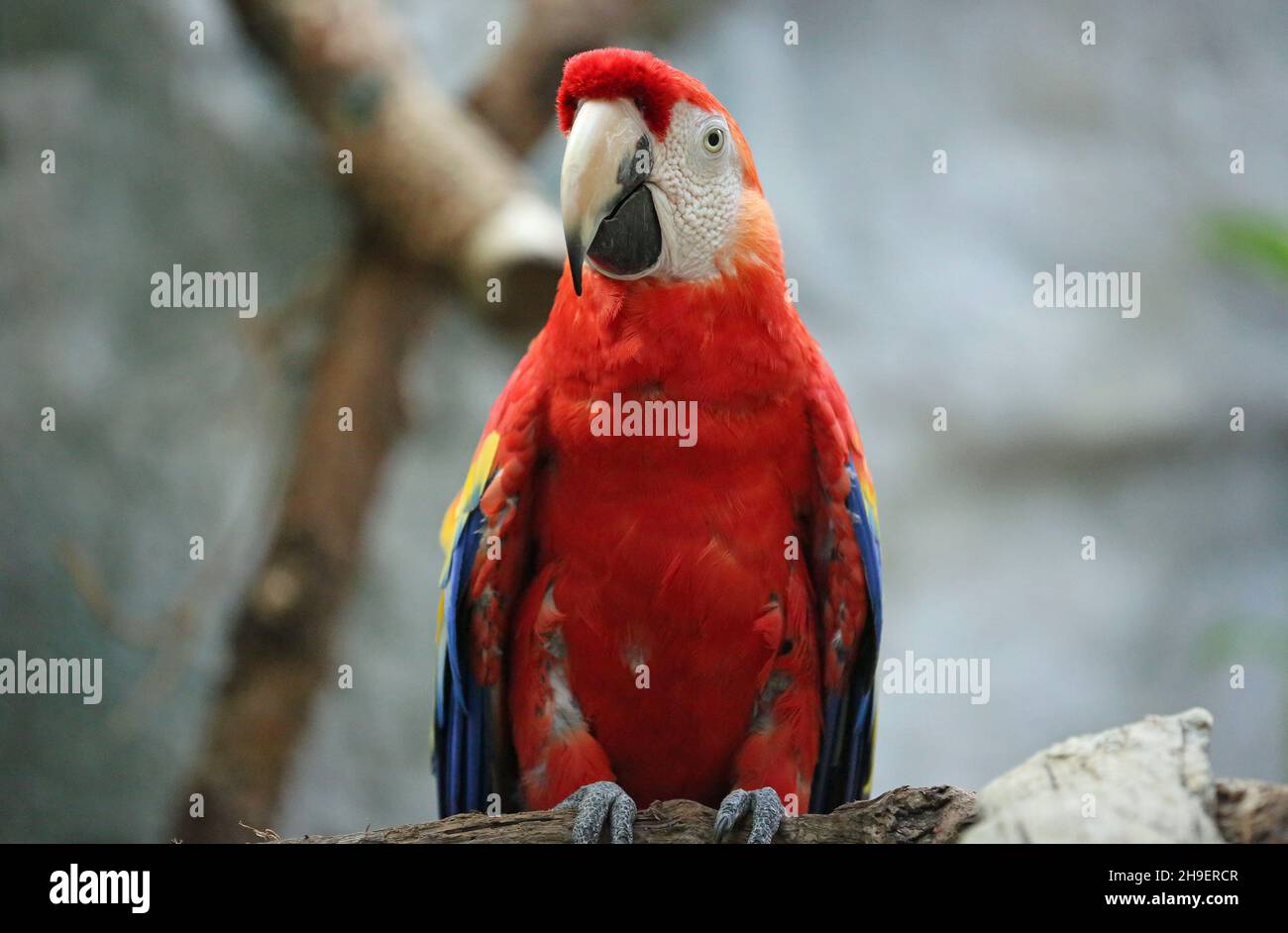 Scharlachrote Aras im Porträt Stockfoto