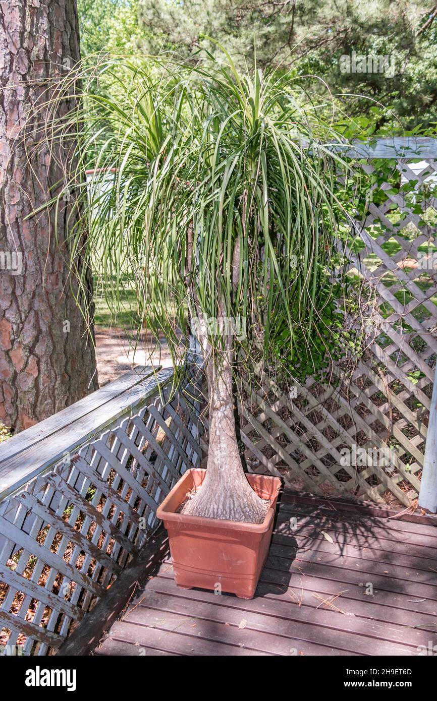 ponytail palm plant -fotos und -bildmaterial in hoher auflösung