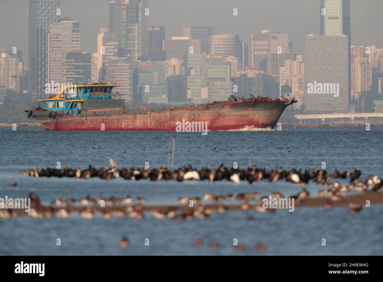 Sandkahn im Shenzhen River Channel, Deep Bay, Shenzhen City Behind, Kormorane und andere Wasservögel davor, Mai Po, Hongkong 2. Dec 2021 Stockfoto