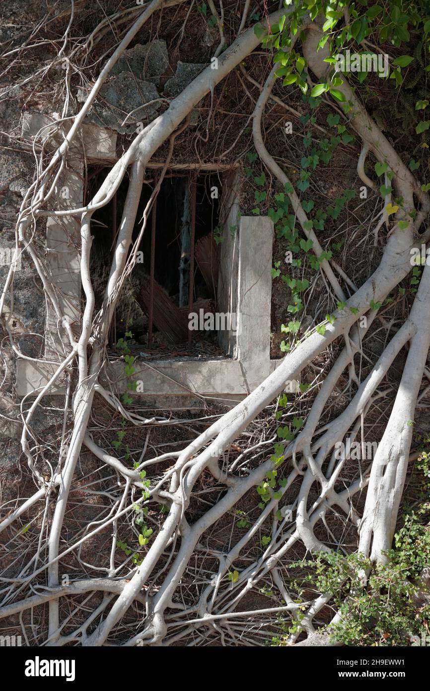 Feigenbaumwurzeln auf einem verlassenen Dorfhaus, Kat. O (Crooked Island), Mirs Bay, Nordost Hongkong 27th Nov 2021 Stockfoto