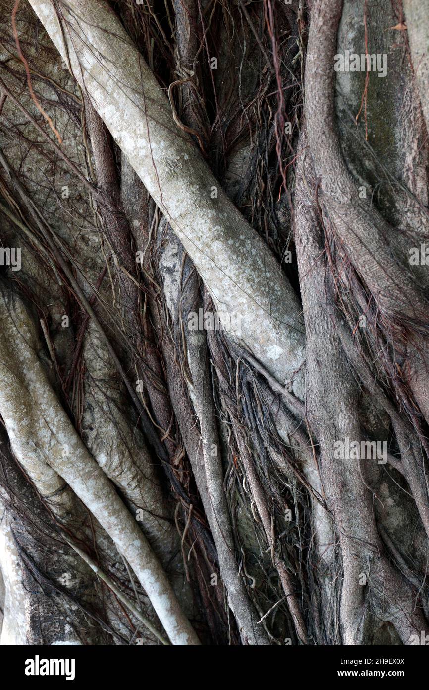 Feigenbaumwurzeln neben einem verlassenen Dorfhaus, Kat O (Crooked Island), Mirs Bay, Nordost Hongkong 27th Nov 2021 Stockfoto