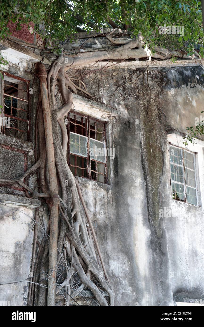Feigenbaumwurzeln auf einem verlassenen Dorfhaus, Kat. O (Crooked Island), Mirs Bay, Nordost Hongkong 27th Nov 2021 Stockfoto