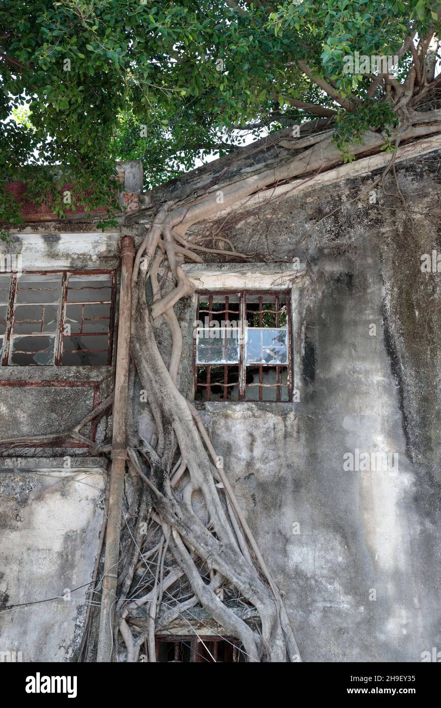Feigenbaumwurzeln auf einem verlassenen Dorfhaus, Kat. O (Crooked Island), Mirs Bay, Nordost Hongkong 27th Nov 2021 Stockfoto