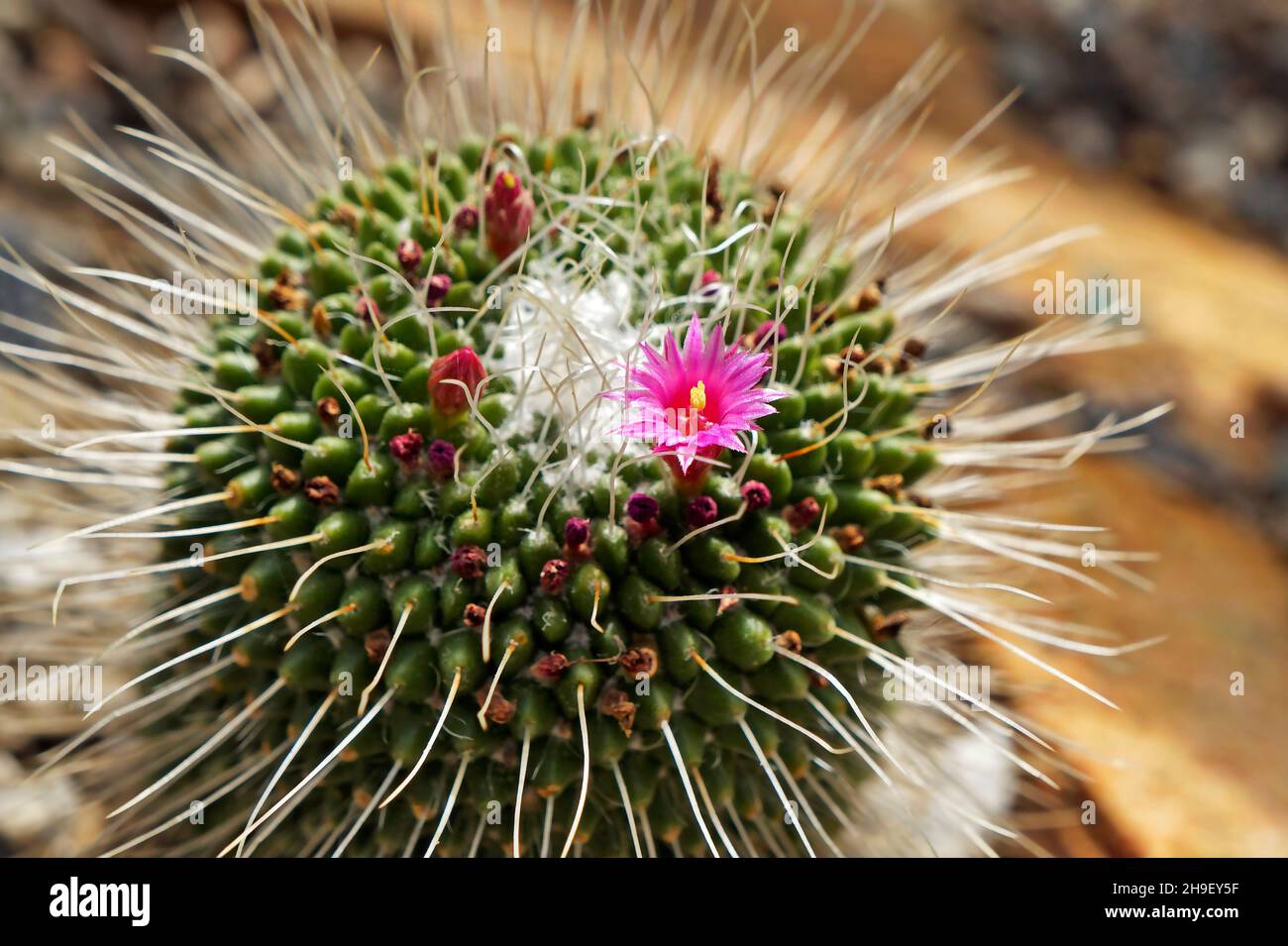 Kaktusblüte (Mammillaria bombycina) im Wüstengarten Stockfoto