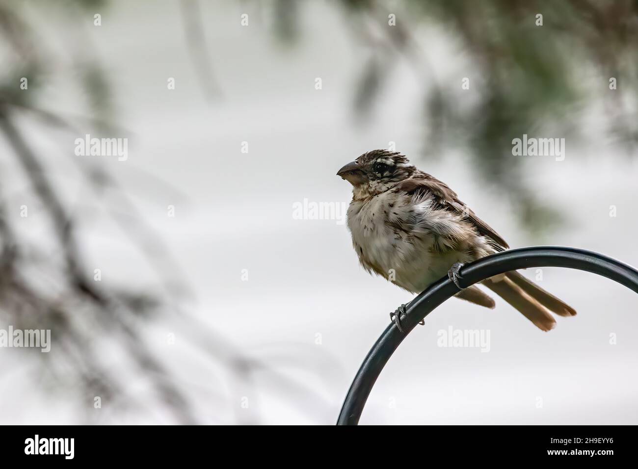 Juvenile weibliche Rosenreiher-Schnabel auf einem Futterhäuschen im Hinterhof. Stockfoto