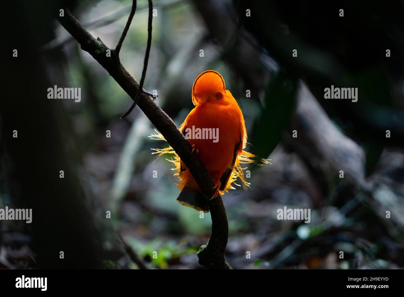Ein männlicher Guianan Cock-of-the-Rock (Rupicola rupicola), der seine hellen Farben im dunklen Unterholz des Amazonas-Regenwaldes zeigt Stockfoto