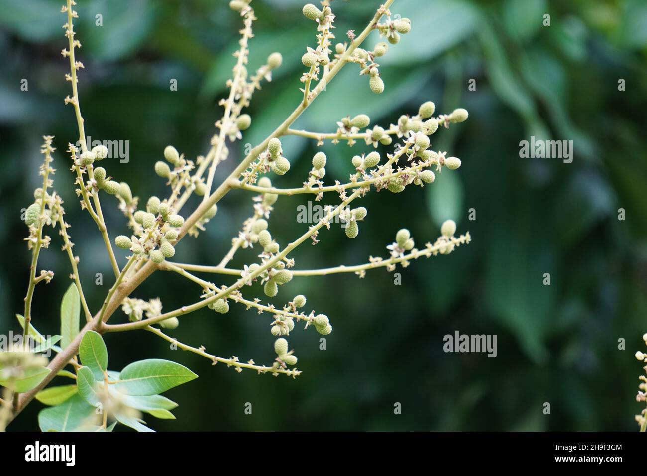 Dimocarpus longan (auch Longan, Lengkeng, kelengkeng, mata kucing, longan, Dimocarpus longan) Blätter auf die Natur Stockfoto