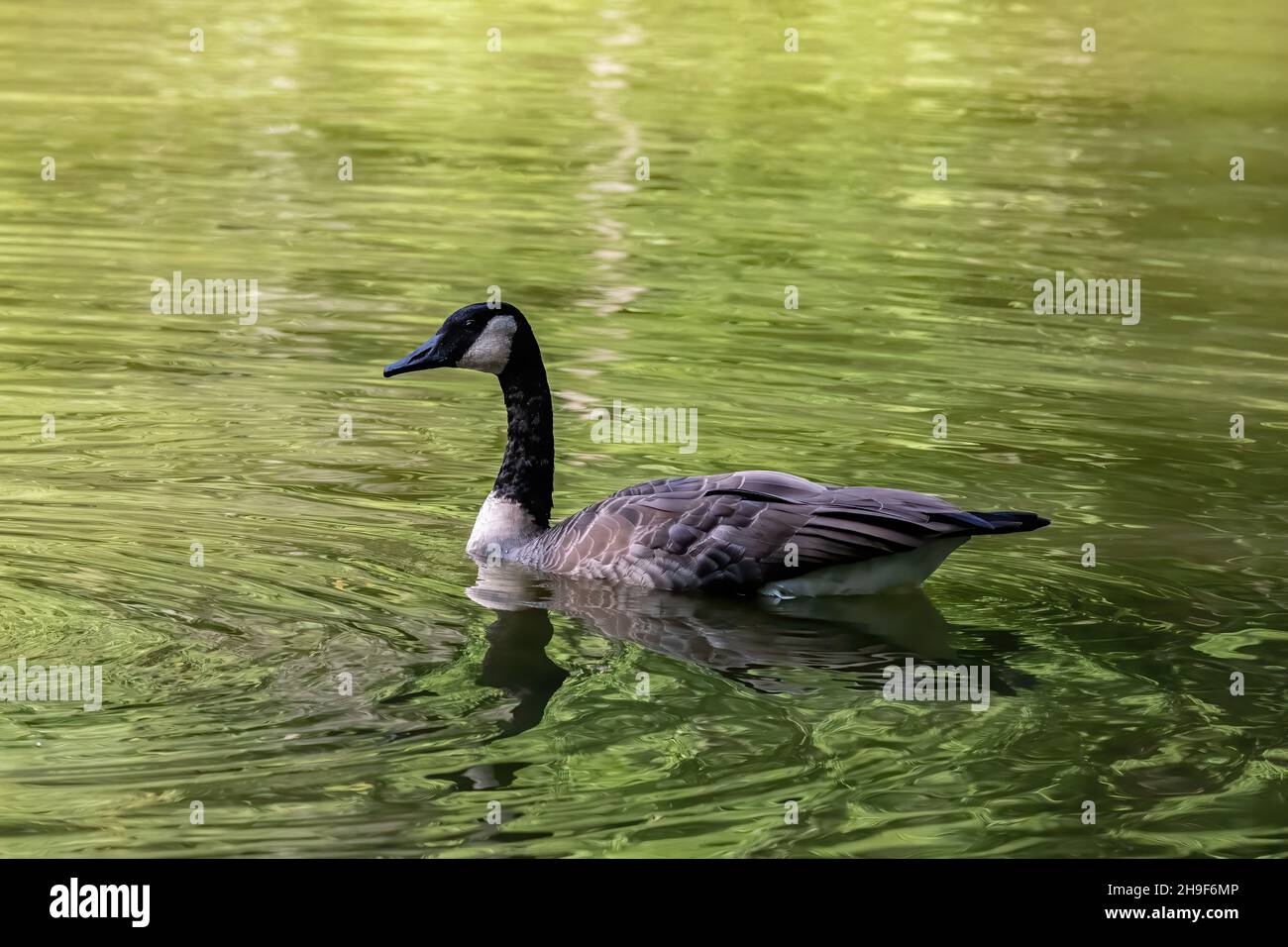Kanadas Gans spiegelte sich im hellgrünen Wasser des Jerusalem Pond in St. Croix Falls, Wisconsin, USA, wider. Stockfoto