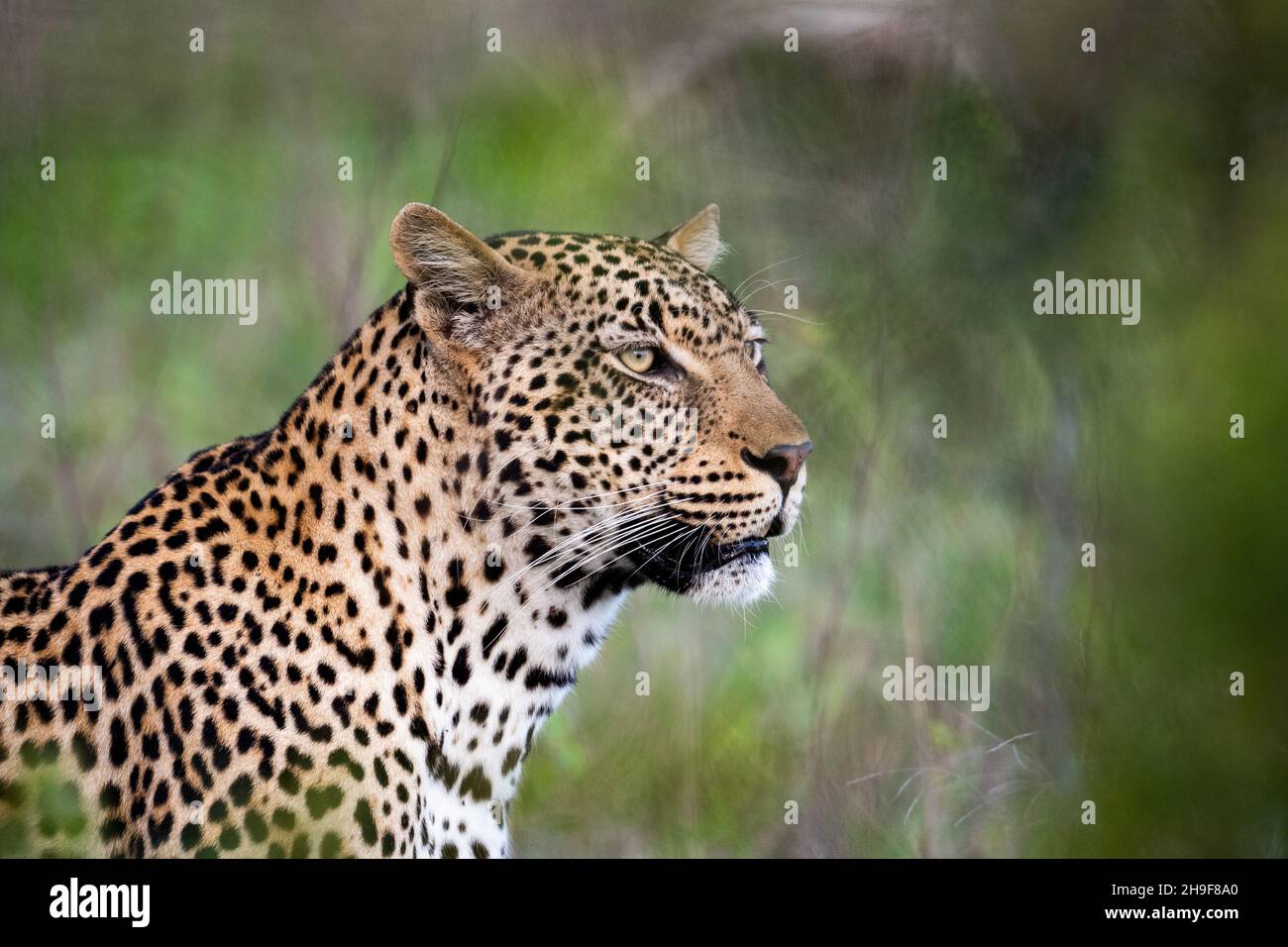 Portrait eines afrikanischen Leoparden im Sabi Sands Wildreservat in Südafrika Stockfoto