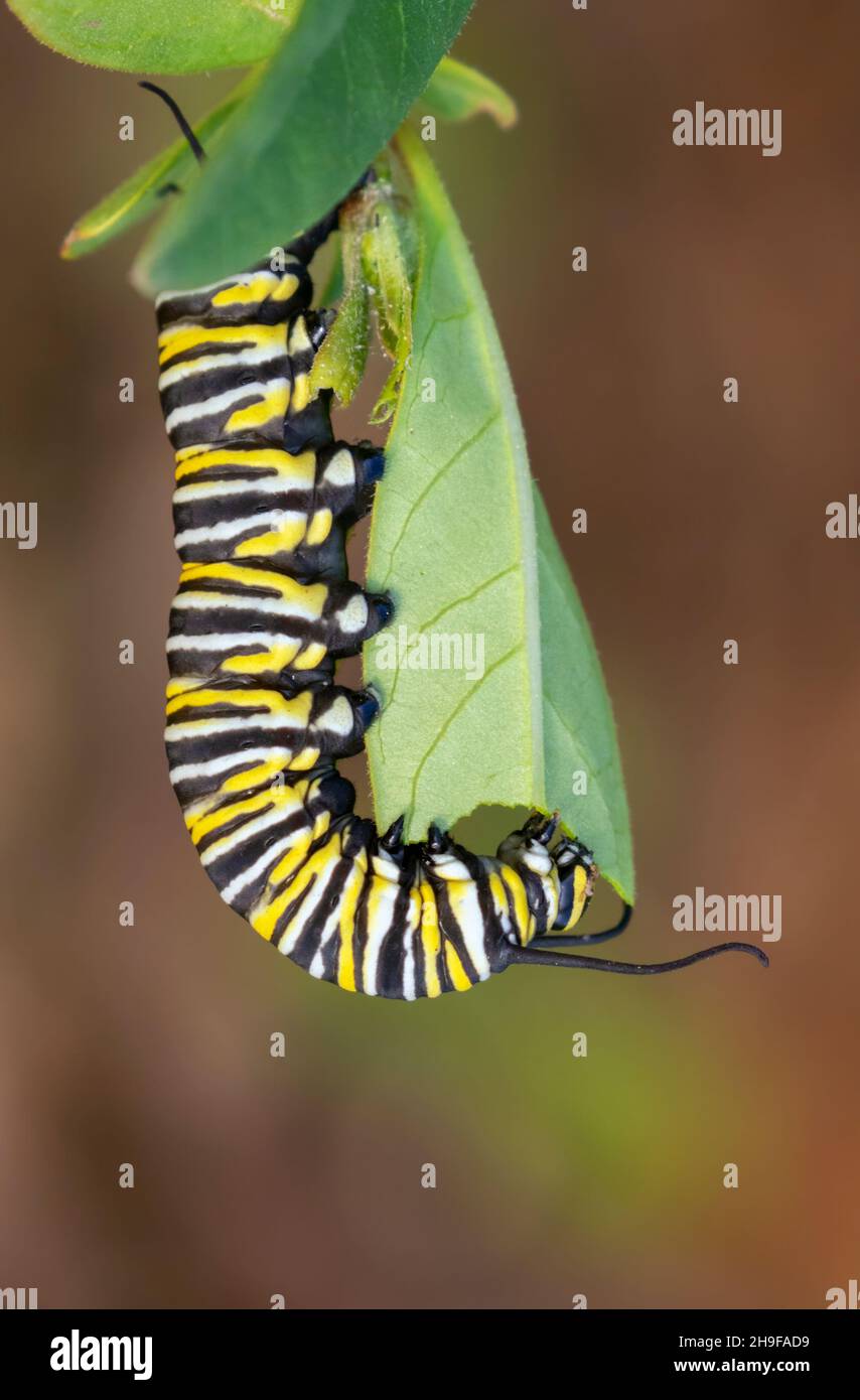 Monarch Butterfly Caterpillar Essen Milchkraut Blatt Stockfoto