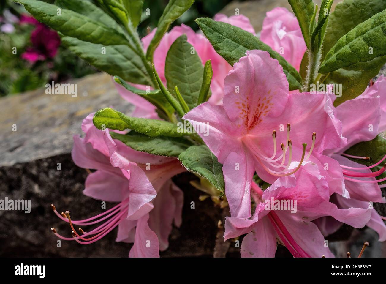 Im Frühling blüht in St. Croix Falls, Wisconsin, USA, ziemlich rosa Azaleen. Stockfoto