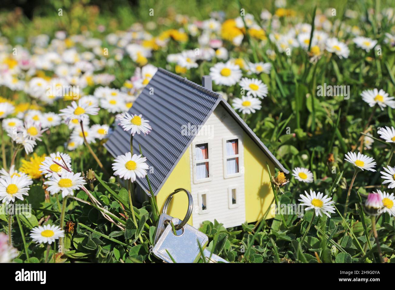 Modellhaus in einer üppigen Wiese mit Gänseblümchen als Symbol für den Wunsch nach einem Zuhause auf dem Land Stockfoto