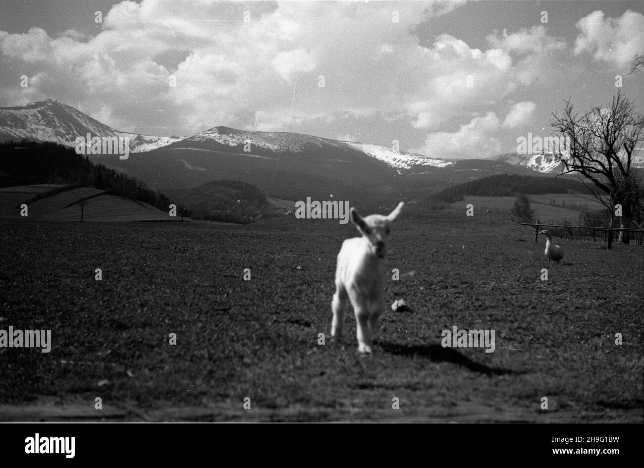 Bierutowice, 1948-04. KoŸlê i gêœ w przydomowej zagrodzie. W tle pasmo Karkonoszy z najwy¿szym szczytem Œnie¿k¹ (L). rd PAP Dok³adny dzieñ wydarzenia nieustalony. Bierutowice, April 1948. Ein Kind und eine Gans in einem Gehöft. Im Hintergrund das Karkonosze-Gebirge mit seinem höchsten Gipfel Sniezka (links). rd PAP Stockfoto