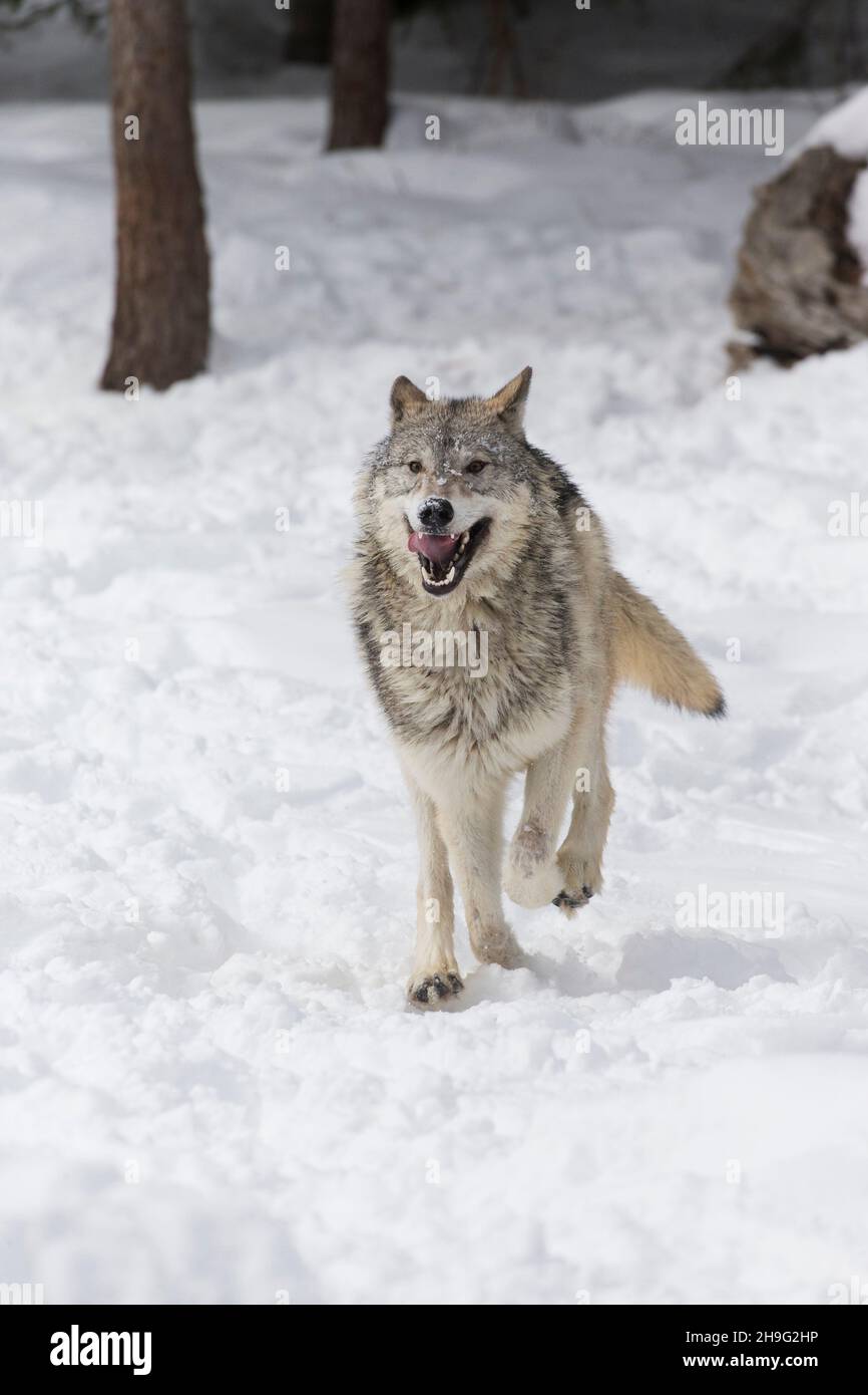 Grauer Wolf (Canis lupus), Erwachsene, die im Schnee laufen, Montana, USA, März, kontrollierte Bedingungen Stockfoto