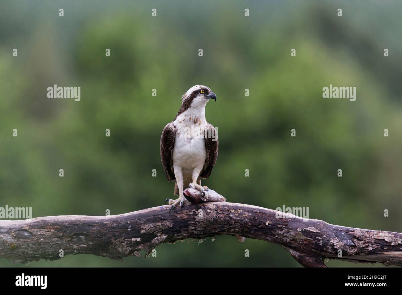Fischadler (Pandion haliaetus), ausgewachsener, auf Ast sitzender, mit Fischbeute in Talonen, Aviemore, Schottland, August Stockfoto