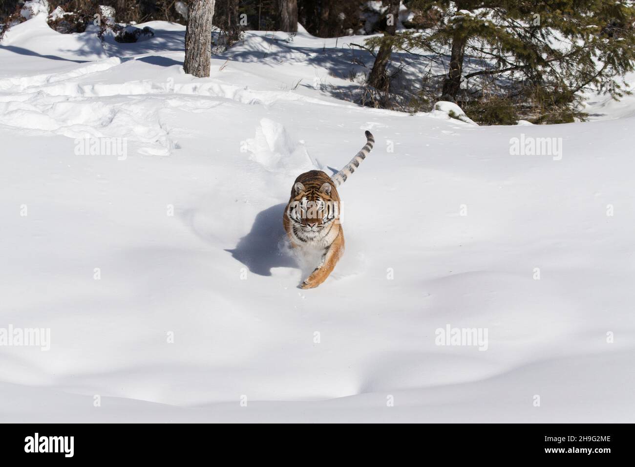 Sibirischer Tiger (Panthera tigris altaica) Erwachsener, der im Schnee am Waldrand läuft, kontrollierte Bedingungen Stockfoto