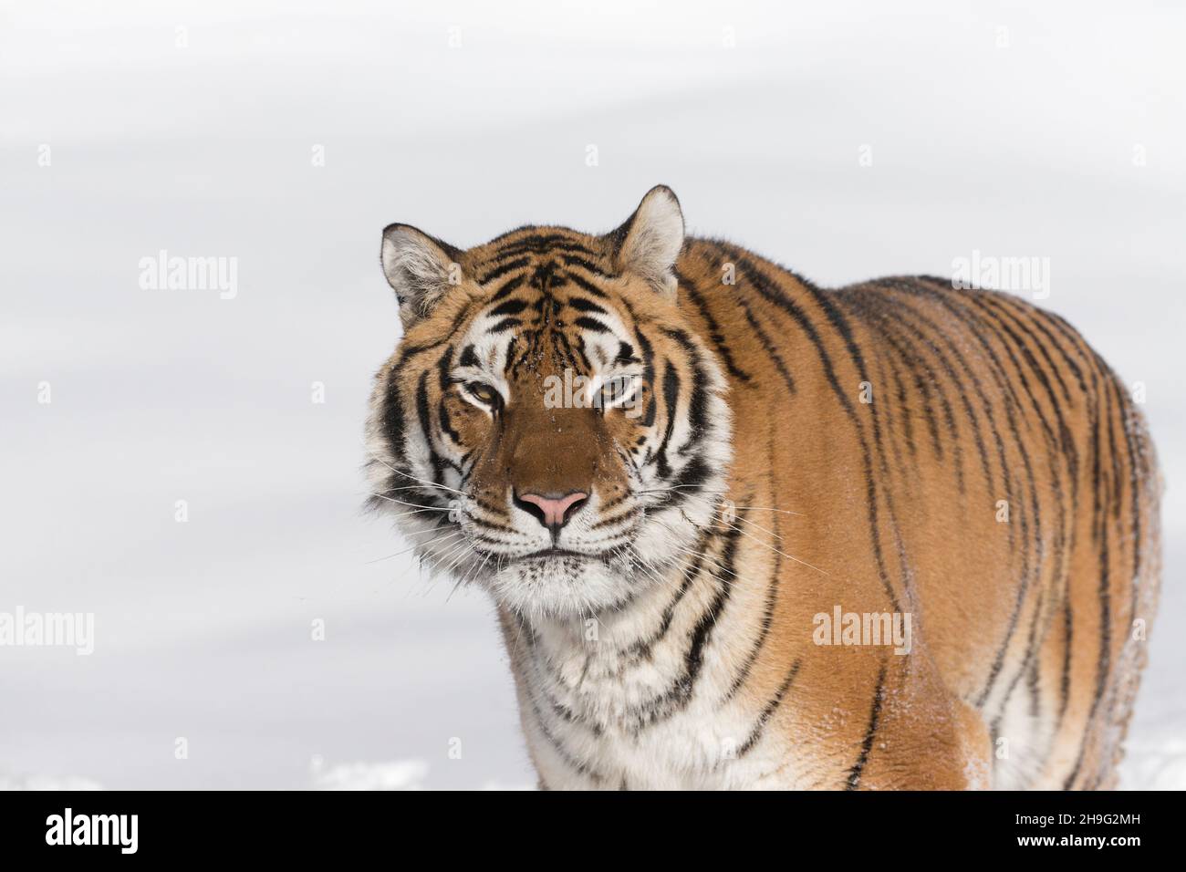 Sibirischer Tiger (Panthera tigris altaica) Porträt eines Erwachsenen im Schnee, kontrollierte Bedingungen Stockfoto