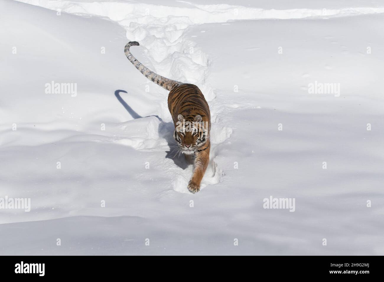 Sibirischer Tiger (Panthera tigris altaica) Erwachsener beim Gehen im Schnee, kontrollierte Bedingungen Stockfoto