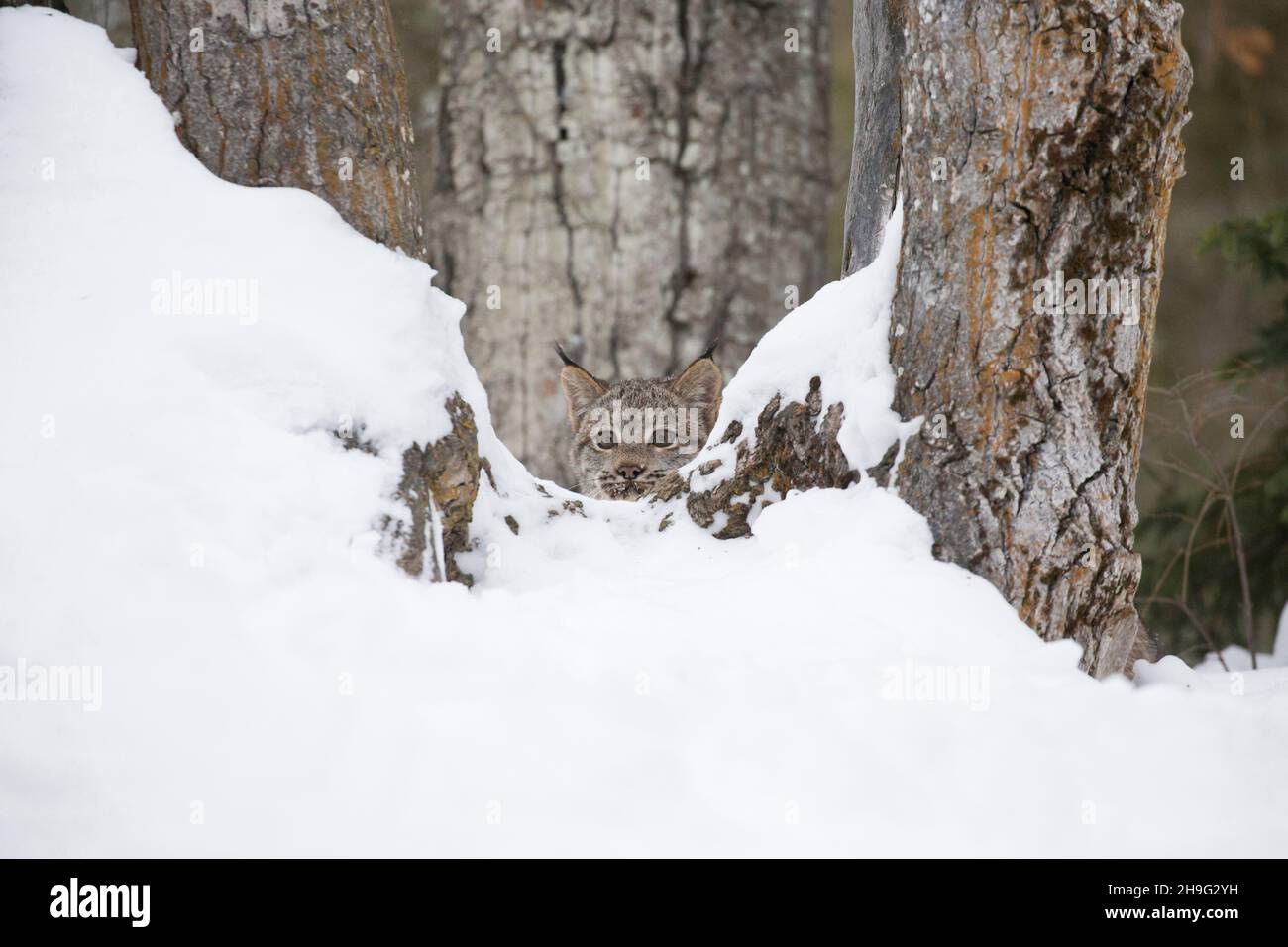 Kanadisches Luchs (Lynx canadensis) Junge, das zwischen Bäumen im Schnee herausschaut, kontrollierte Bedingungen Stockfoto