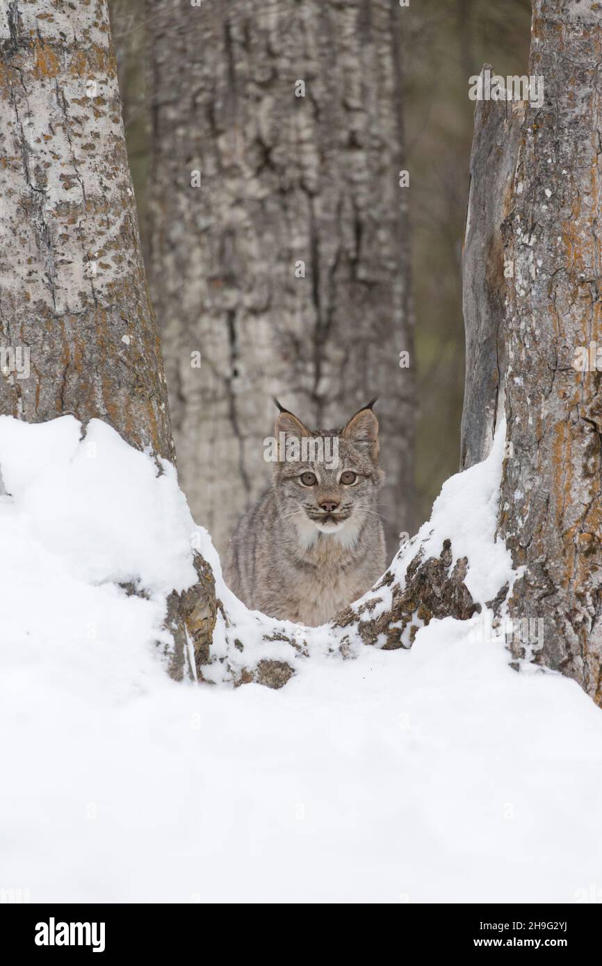 Kanadisches Luchs (Lynx canadensis) Junge, das zwischen Bäumen im Schnee steht, kontrollierte Bedingungen Stockfoto