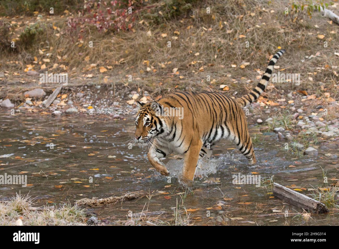 Sibirischer Tiger (Panthera tigris altaica) Erwachsener, der durch das Wasser läuft, kontrollierte Bedingungen Stockfoto