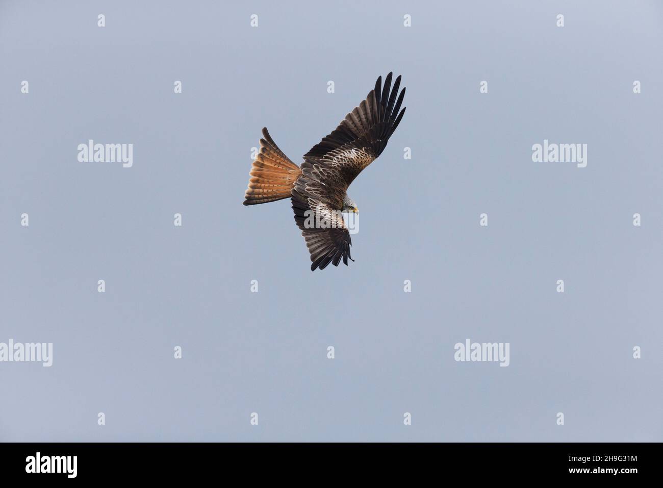 Red Kite (Milvus milvus), fliegen für Erwachsene, Gigrin Farm, Powys, Wales, Februar Stockfoto