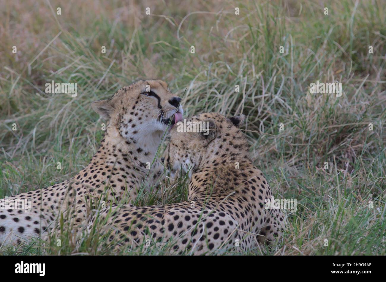 geparden-Brüder, die sich im Gras ausruhen und sich mit zarten Licks in der wilden masai mara, kenia, pflegen Stockfoto