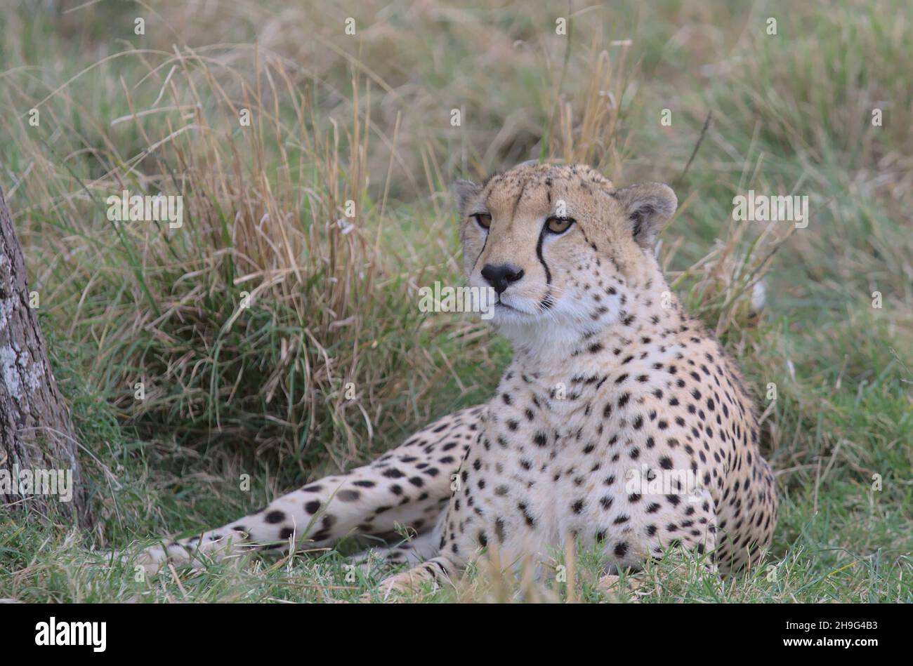 Gutaussehender Gepard, der auf der Suche nach Beute ist und sich im wilden Gras der masai mara, kenia, Stockfoto