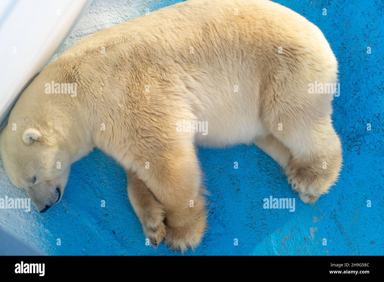 Großer polarweißer Bär liegt in der Ecke der Voliere im Zoo müde von Hitze, Draufsicht. Stockfoto