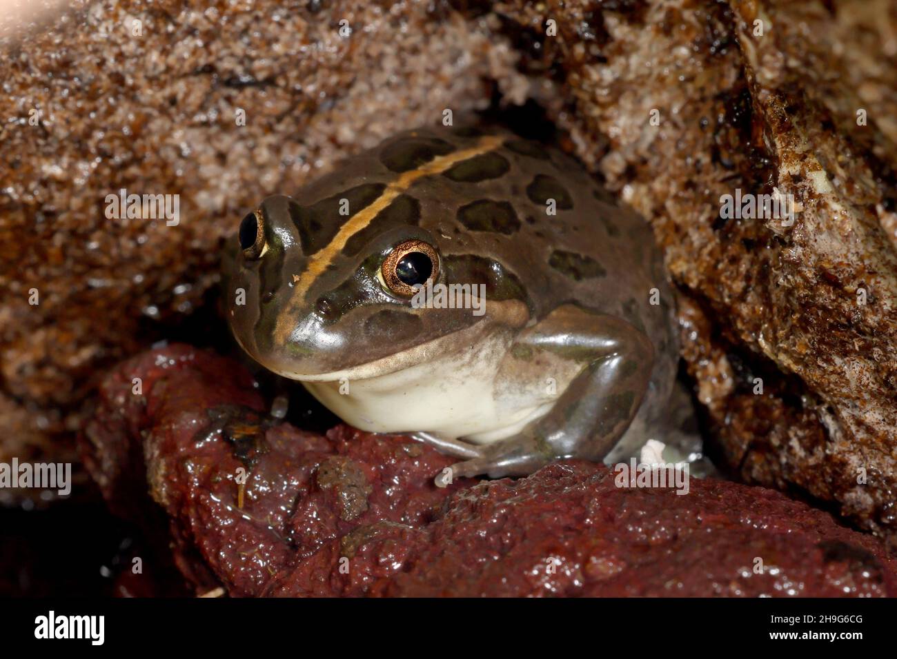 Australischer Marschfrosch Mit Punktmuster Stockfoto