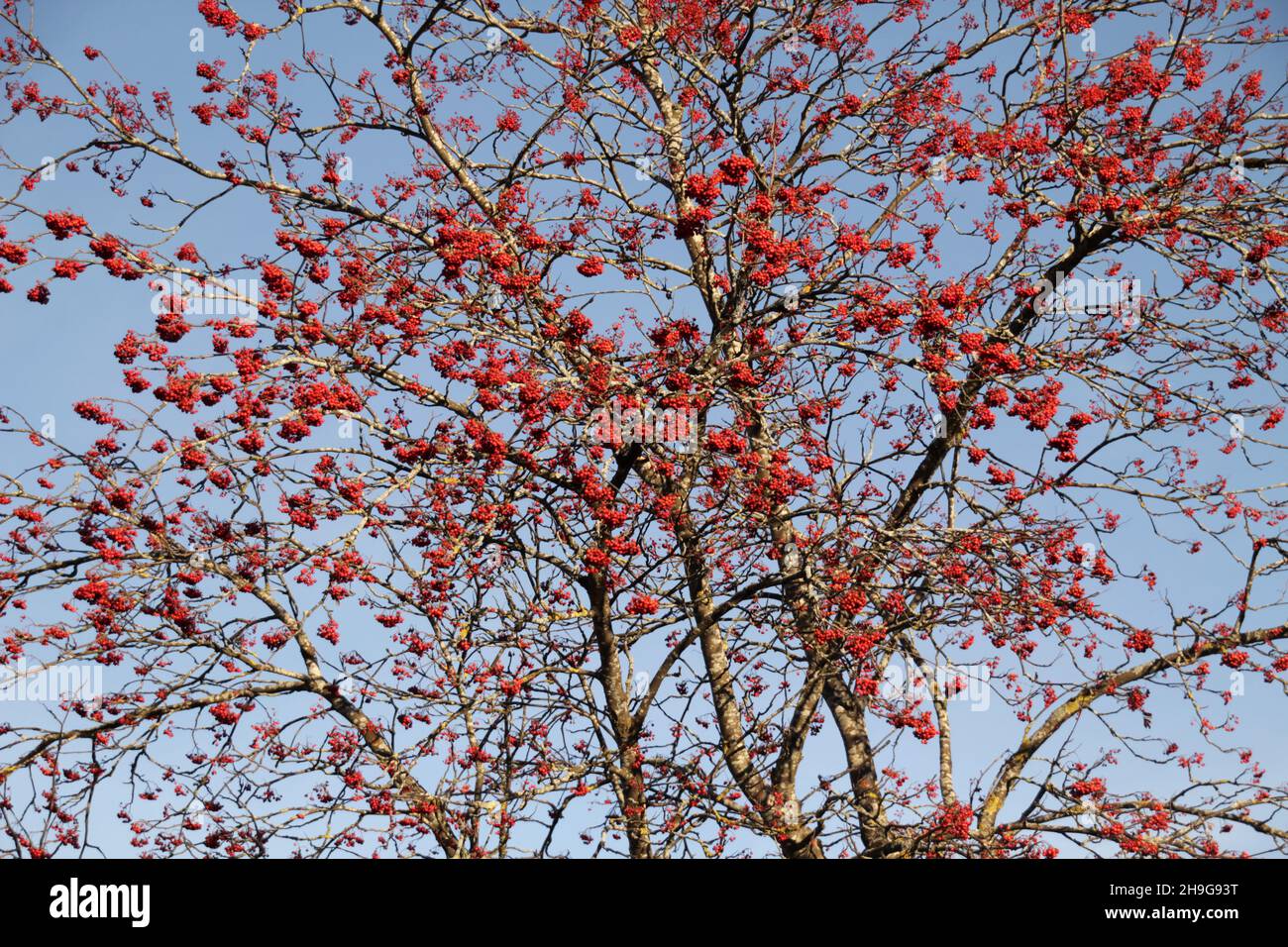 Schöne Aufnahme eines roten Seidenbaumwollbaums während des Tages Stockfoto