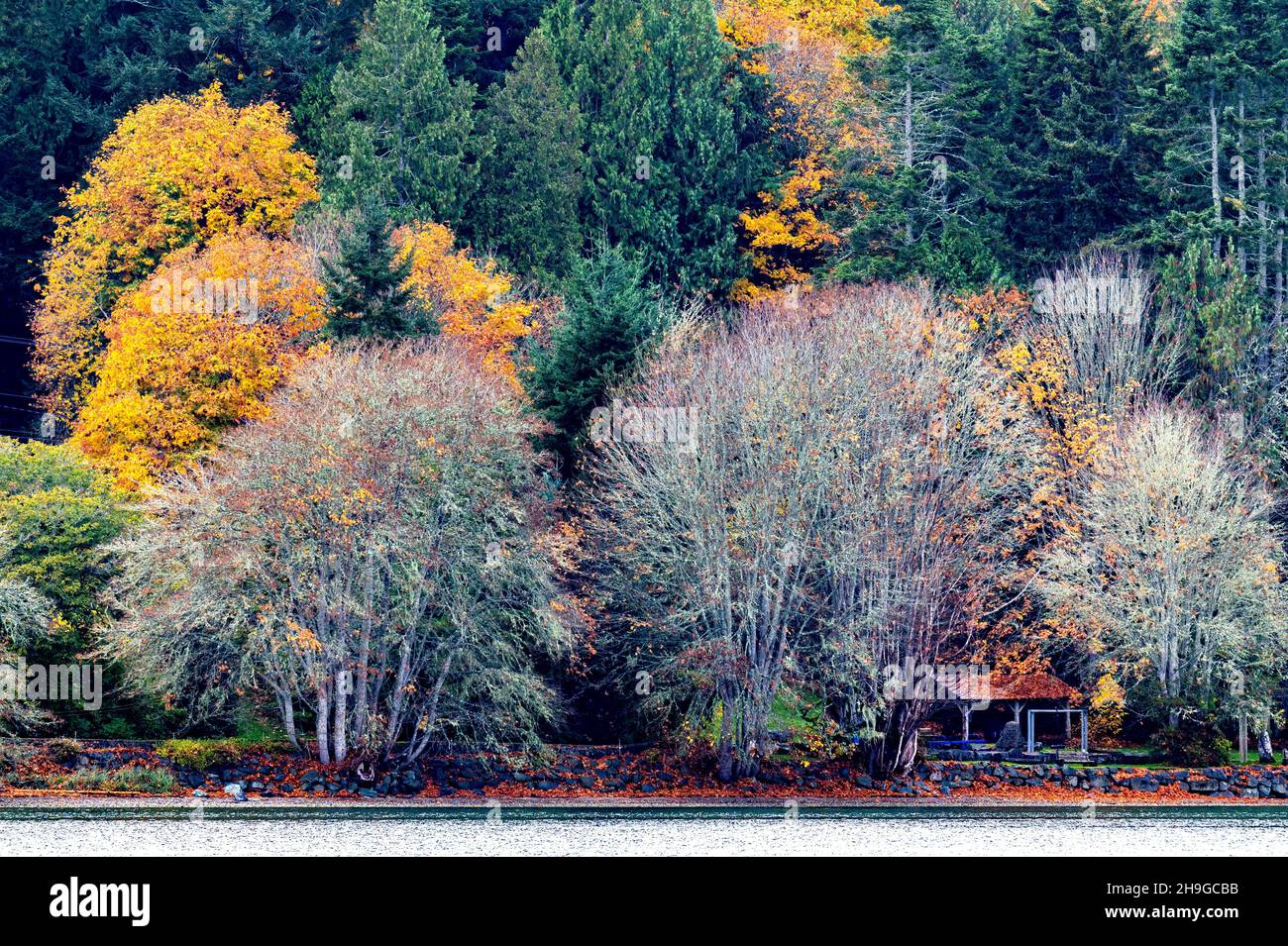 Schöne Aussicht auf den Wald mit Herbstfarben in Salt Spring Island, BC Kanada Stockfoto