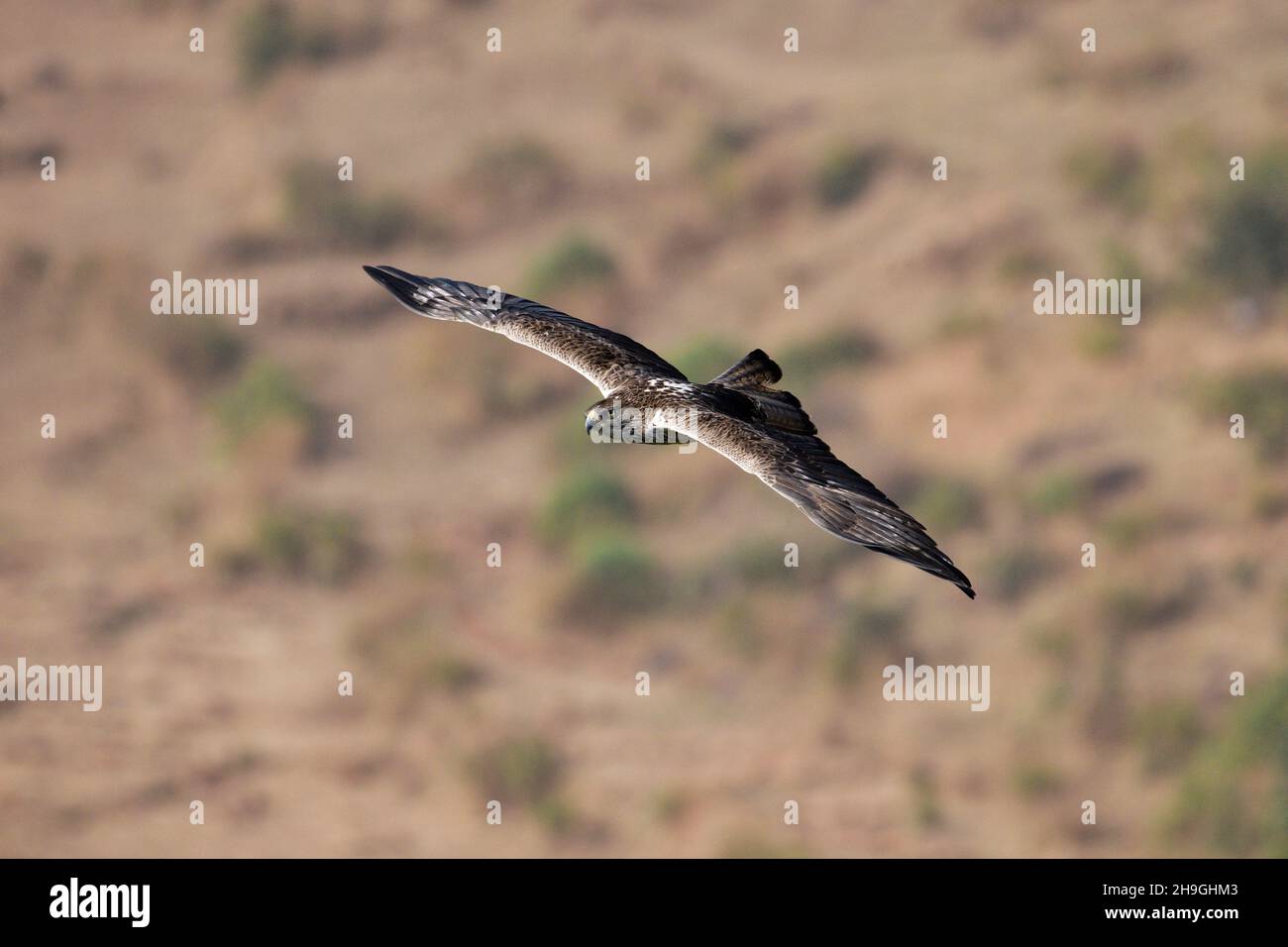 Bonellis Adler im Flug, Aquila fasciata, Kolhapur, Maharashtra, Indien Stockfoto