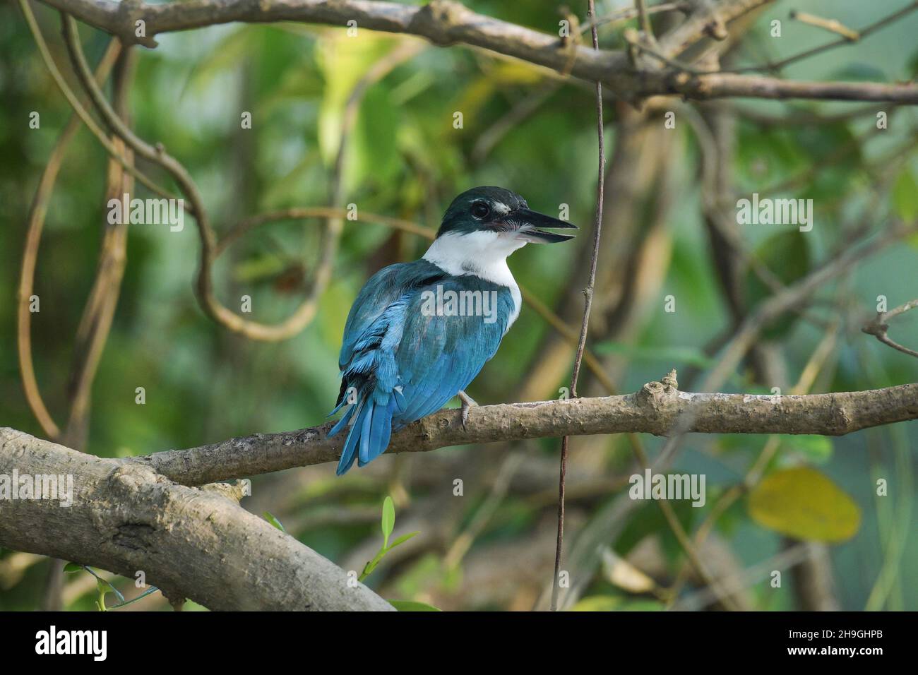 Colmared Kingfisher, Todiramphos chloris, Zuari River, Goa, Indien Stockfoto