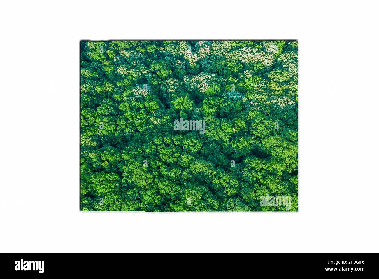 Green Forest Karte von Wyoming, auf weißem Hintergrund Stockfoto