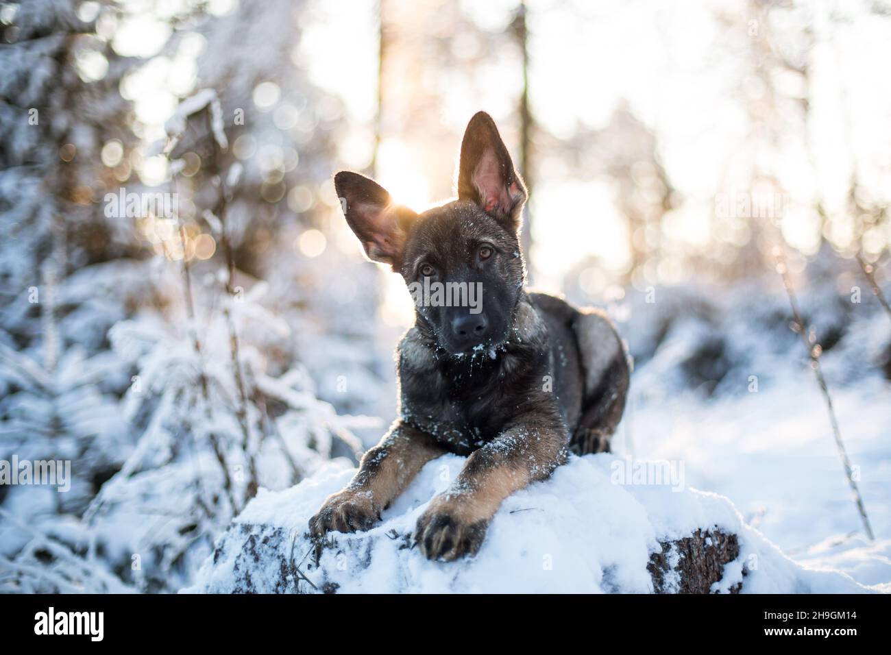 Deutscher Schäferhund Welpe (Elsässer) in einem verschneiten Winterwald Stockfoto