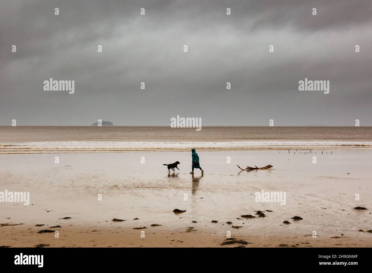 Weston-Super-Mare, Somerset, Großbritannien. 7th Dez 2021. Eine Frau geht mit ihrem Hund am Strand von Weston-Super-Mare in Somerset entlang, bevor Storm Barra den Südwesten Großbritanniens trifft. Kredit: Peter Lopeman/Alamy Live Nachrichten Stockfoto