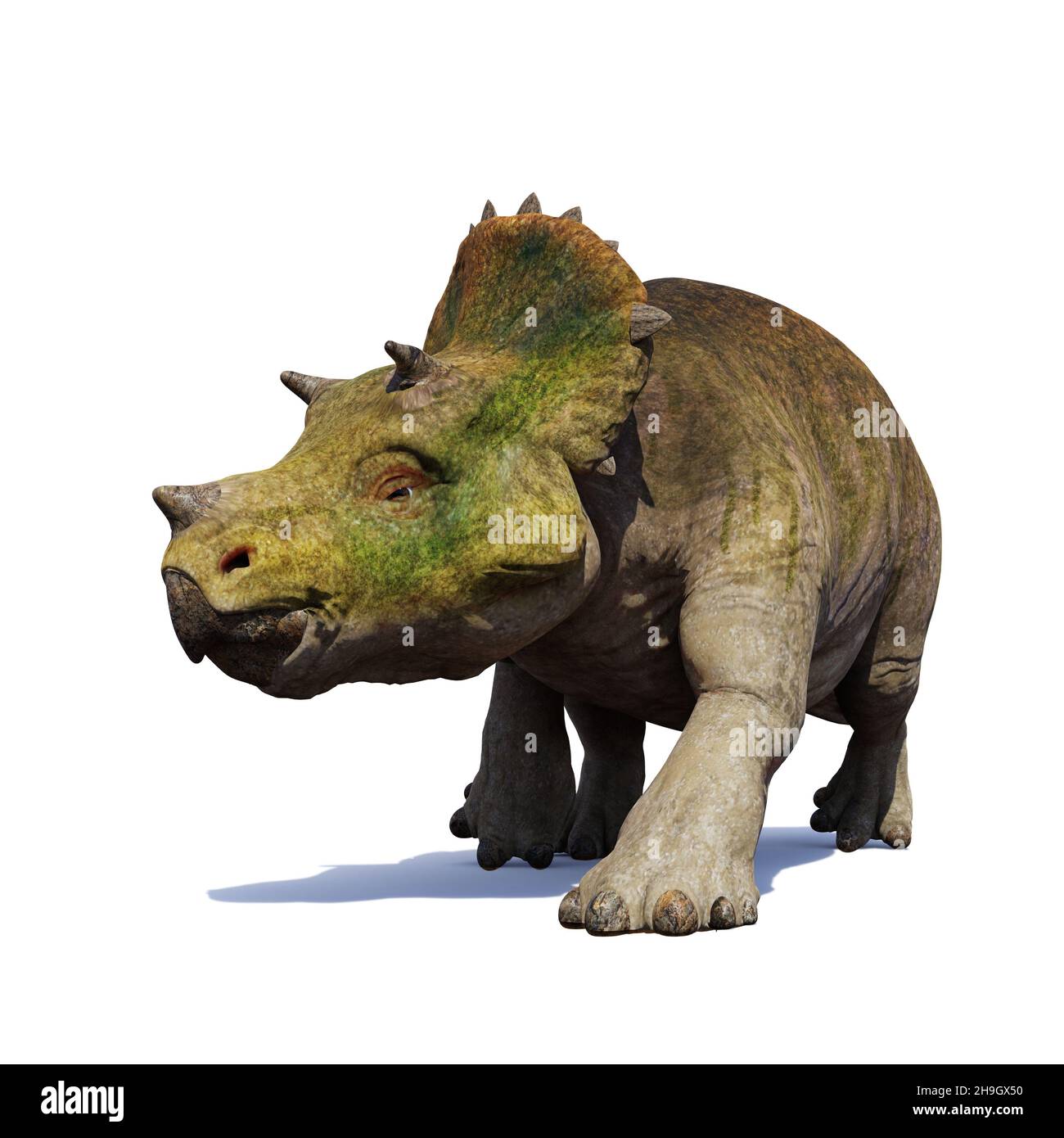 Junge Triceratops horridus, Dinosaurier isoliert auf weißem Hintergrund Stockfoto