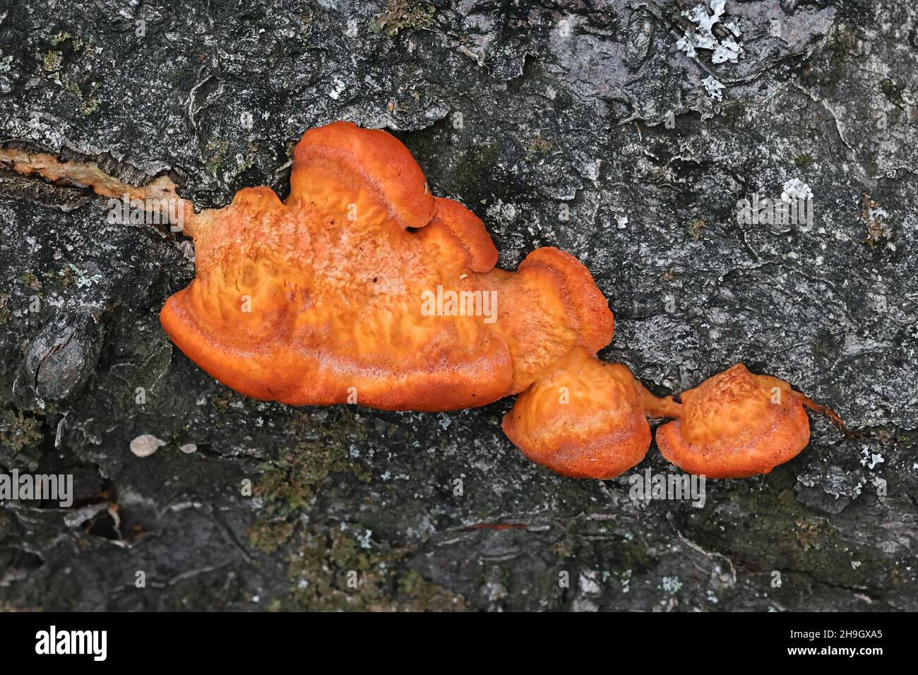 Pycnoporus cinnabarinus, allgemein bekannt als Cinnabar-Polypore, Bracket-Pilz aus Finnland Stockfoto