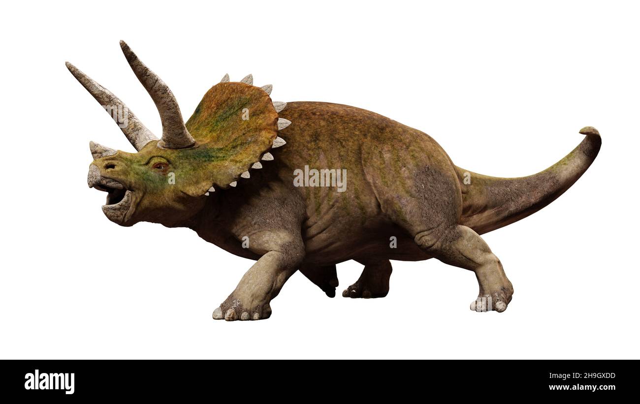 Triceratops horridus, Dinosaurier aus der späten Kreidezeit isoliert auf weißem Hintergrund, Vorderansicht Stockfoto