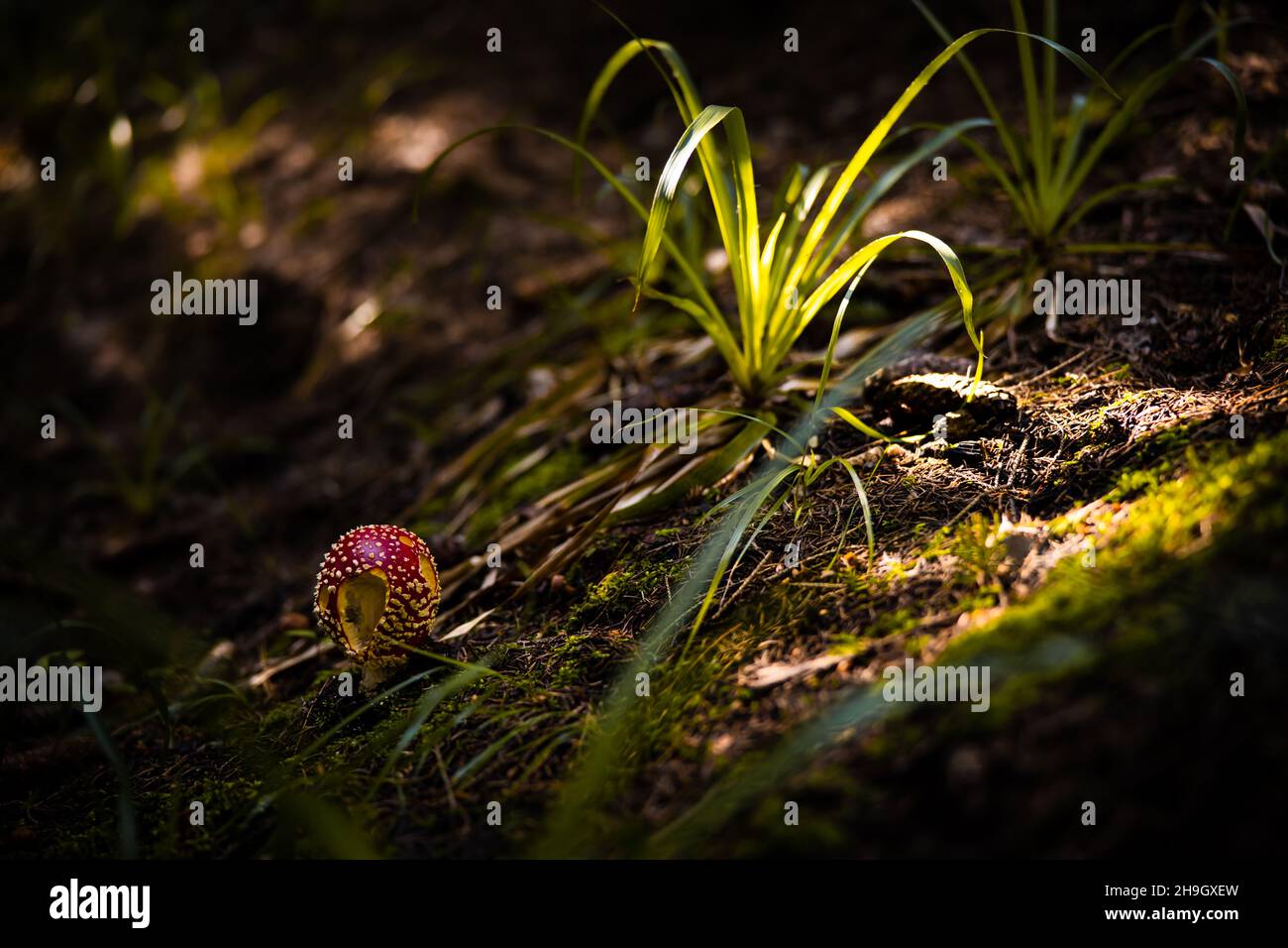 Amanita muscaria. Rotgefleckte Pilzpilze. Fliegen Sie agarisch. Wunderschöne Naturlandschaft. Grünes Moos, verschwommener Hintergrund. Hochwertige Fotos Stockfoto