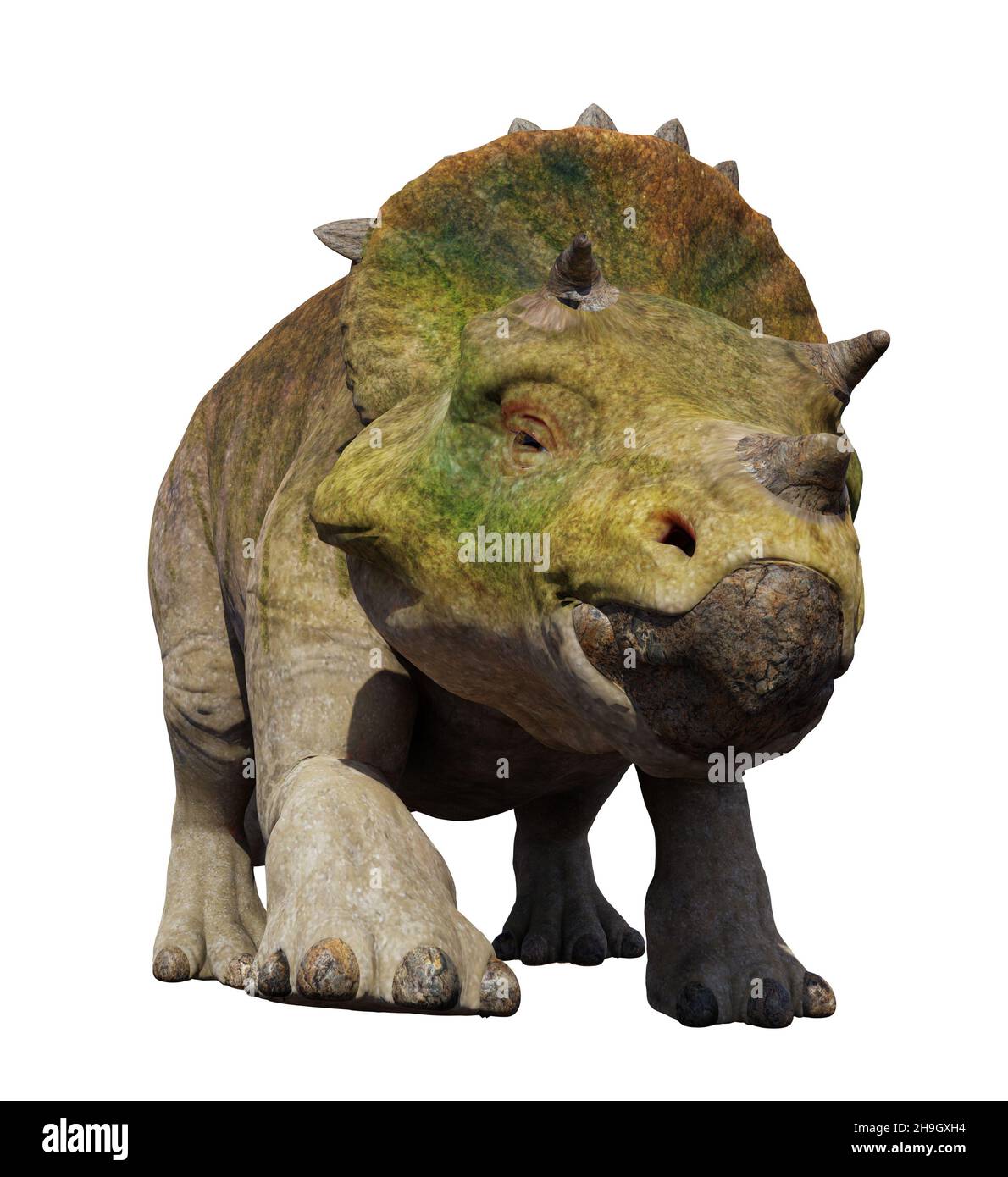 Triceratops horridus schlüpfend, Dinosaurier isoliert auf weißem Hintergrund Stockfoto