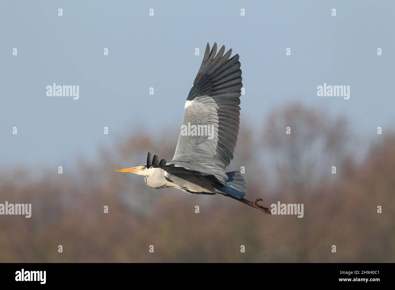 Graureiher sind ein großer Reiher. Sie brüten in Kolonien, können aber beim Füttern aggressiv gegenüber anderen sein und werden sehr territorial. Stockfoto