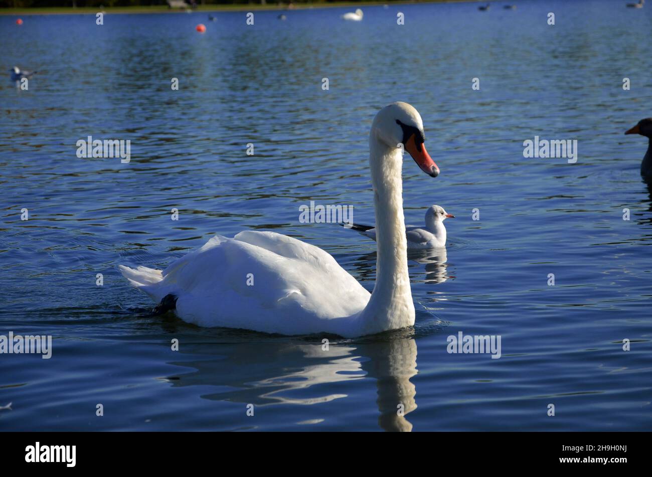 Wunderschöne weiße Schwäne, die im klaren blauen See schwimmen, und graue Gänse und Tauben, die über das grüne Gras spazieren Stockfoto