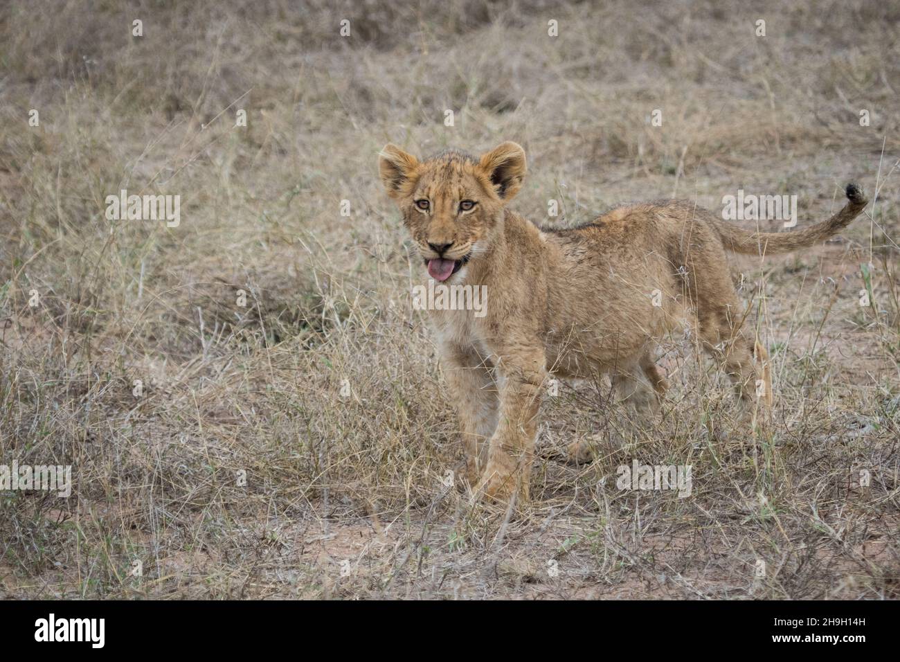 NIEDLICH! Ein junges Löwenjunges, das im trockenen Gras steht, Greater Kruger. Stockfoto